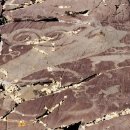 엘크사슴 | 고대 엘크 암각화가 사실화에서 뒤틀린 늑대로 변모한 과정을 밝히다