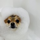 구미산동 애견미용 눈부시개 이미지