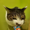 편하개 놀다가냥 이미지