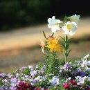 The Flower Of Portencross 포텐크로스성(城)의 들꽃 이미지