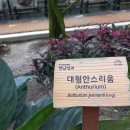 대형안스리움(Anthurium) 이미지