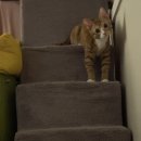 비비캣 | 모찌네모래 비비캣샌드 무향 내돈내산 후기