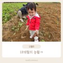 중산어린이집 | [서삼릉 중산농원] 18개월 아기랑 고구마캐기!