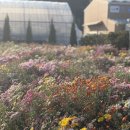 [남부] 캘리그라피(2025) | 2025 거제 섬꽃축제 후기 (축제 정보, 근처 갈만 한 곳)