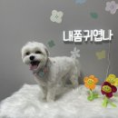 댕블리 이미지