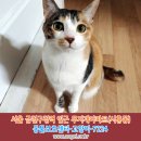 고양이를찾습니다,코숏,암컷,서울시 금천구 시흥동 금천구청역 인근 무지개아파트입니다. 이미지