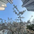 힘들었지만 보람있는 청소후기. 관평동 50평 대덕테크노밸리 중앙하이츠 아파트 이사청소.