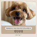 편안한댕 | 목동애견미용 편안한댕, 세심한 맞춤 케어가 만족스러웠던 곳