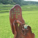 홍뿌리 이미지