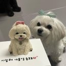오뭉 네이버블로그
