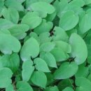 삼지목장 이미지