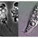 베트남서 '뇌 먹는 아메바' 출연…벌써 2번째 사망자 발생 이미지