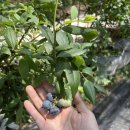 청학농장 이미지