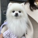 털찐친구들 이미지