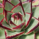 봉황슈퍼 이미지