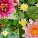 연못들4 이미지