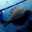 숲속애바다실내낚시터 이미지