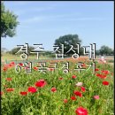 경주 6월초 첨성대 월성 꽃길 산책 후기
