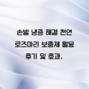 손발 냉증 해결 천연 로즈마리 보충제 활용 후기 및 효과.