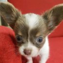 더독 동물병원 이미지