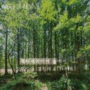 메타포레스트 이미지