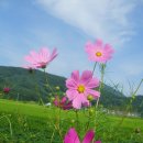 코스모스 이미지