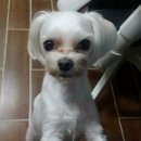 개님은 털빨 이미지