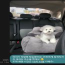 김채안퍼피살롱 이미지