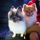 독카펫택시 이미지