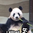판다 곰 이미지