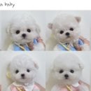 보니또따 이미지