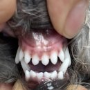 강동큰숲동물병원 이미지