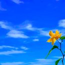 들꽃풍경 이미지