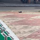 문호스트레이독스 콜라보 카페 합정 애니플러스 후기