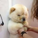 엽이네