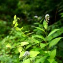 (주)문성상사 | ♬ [200대 명산] 상주 갑장산 산행(1)