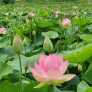 울미연꽃마을 이미지