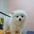 뷰티풀독 이미지