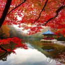 &#39;눈부신 옷 입은&#39; 내장 산 단풍 &#34;다음 주 절정 예상&#34; 이미지