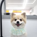 아임댕댕 이미지