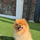 달콤하개 | 포동 멍래블 동탄 달콤하개 강아지 운동장 대여 애견놀이터 단독 대관 후기