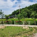 숲속의 예쁜별 이미지