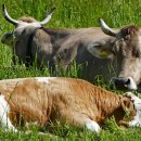 대한가축인공수정소 이미지