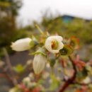 청산 블루베리 이미지