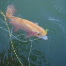 무지개낚시터 이미지