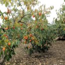 부강농장 이미지