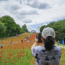 ◆(사진)올림픽공원 들꽃마루 양귀비 &◆메밀꽃 이미지