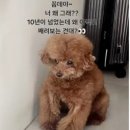 강아지 이모 이미지