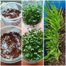 새싹마트 이미지