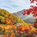 화담숲=경기 광주시=내장산 단풍 부럽지 않다~400종 단풍나무 즐기는 모노레일 여행 이미지